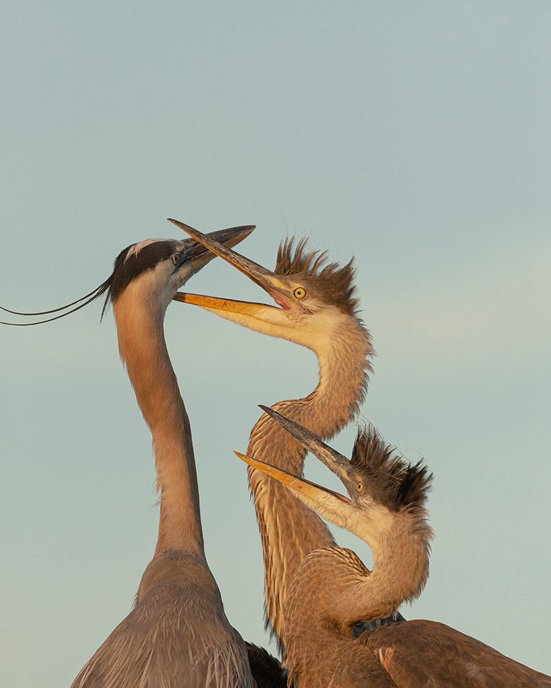 Great blue heron and chick waiting to be fed